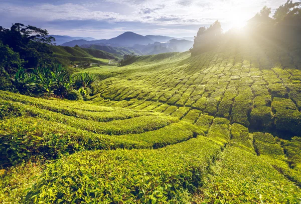 Plantação de chá em Malásia — Fotografia de Stock