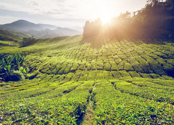 Plantación de té en Malasia — Foto de Stock