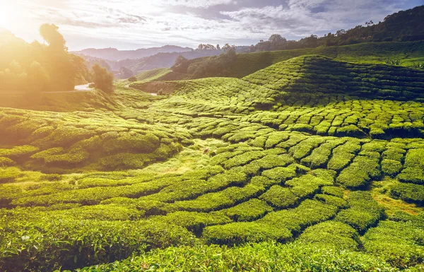 Theeplantage in Maleisië — Stockfoto