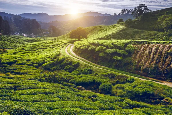 Tea meadow with road — Stock Photo, Image