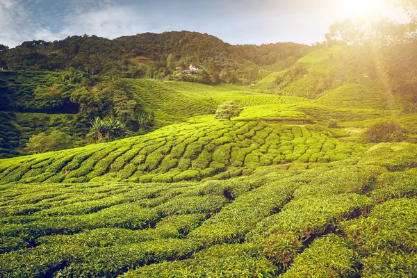 Tea ültetvény Malajziában — Stock Fotó