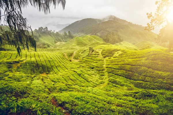 Čajová plantáž v Malajsii — Stock fotografie