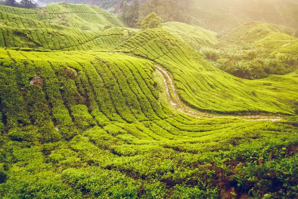 Plantação de chá em Malásia — Fotografia de Stock