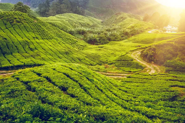 Plantación de té en Malasia — Foto de Stock