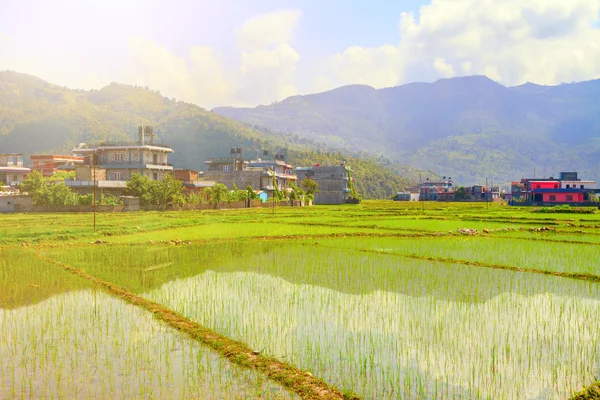 Risaie in Nepal — Foto Stock