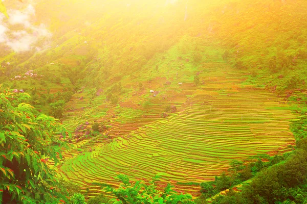 Reisfelder in Nepal — Stockfoto
