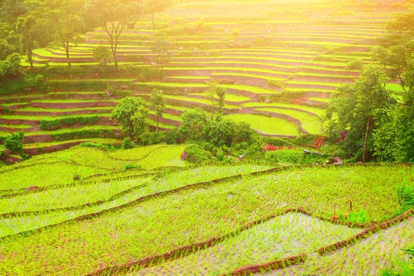 Rijstvelden in Nepal — Stockfoto