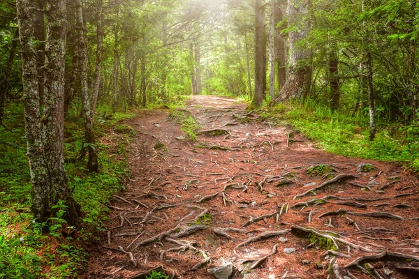 Trees with big roots — Stock Photo, Image