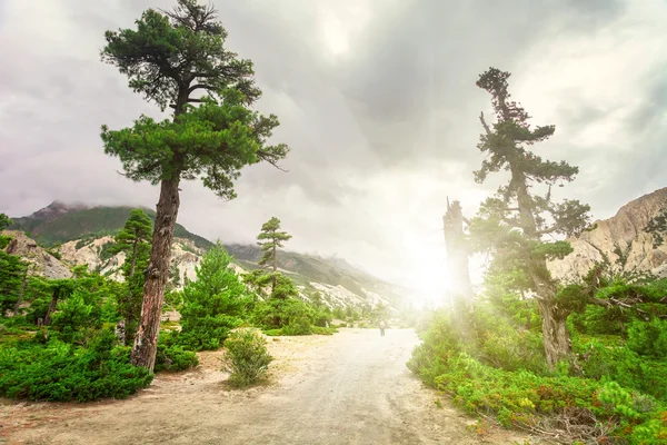 Strada rurale in montagna — Foto Stock