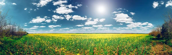 Campo de flores em Bakota Park — Fotografia de Stock