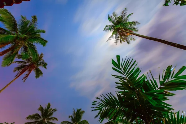 Palmbomen en kleurrijke hemel — Stockfoto
