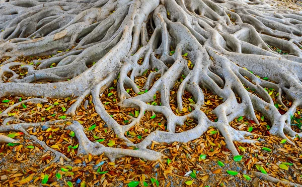 Raíces de árbol viejo — Foto de Stock