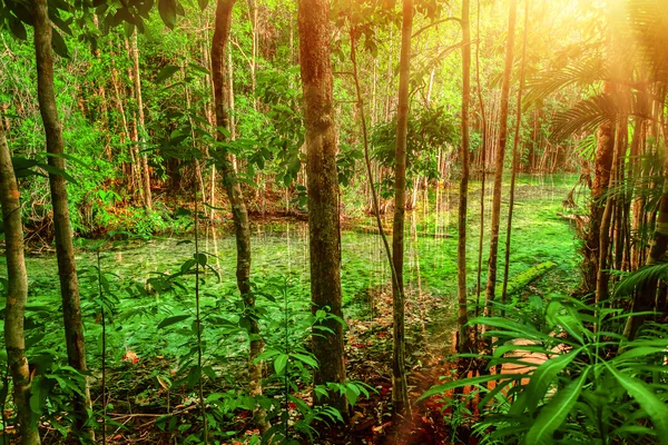 Eau calme dans la forêt verte — Photo