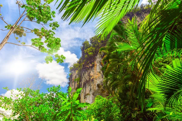 Palm leaves and rock Stock Image