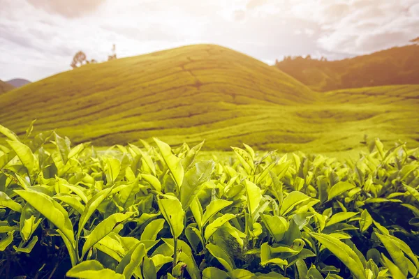 Malezya 'da çay tarlası — Stok fotoğraf