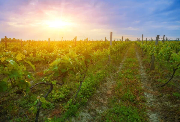 Pôr do sol sobre as vinhas na região de Kakheti — Fotografia de Stock