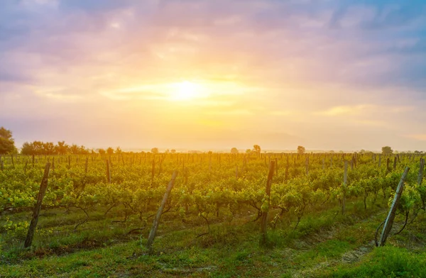 Pôr do sol sobre as vinhas na região de Kakheti — Fotografia de Stock