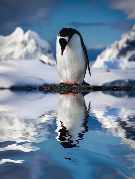 Pinguim em pé sobre pedra — Fotografia de Stock