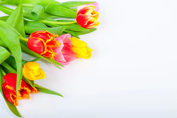 Tulipes Photo De Stock