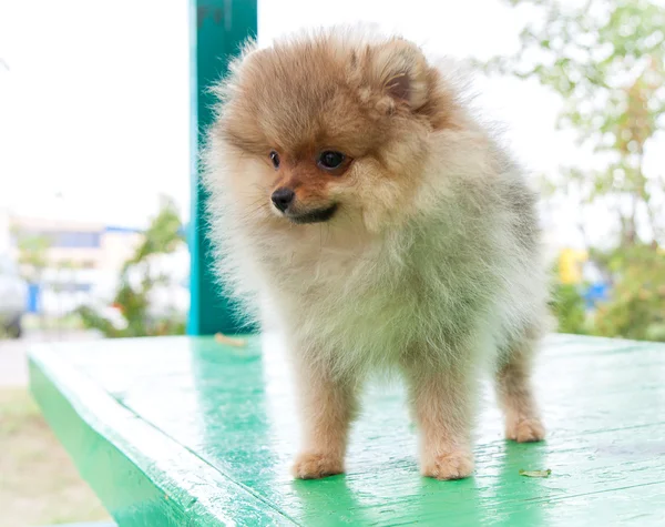 Pomeranian spitz dog — Stock Photo, Image
