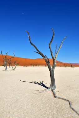 Deadvlei, Sossusvlei. Namibya