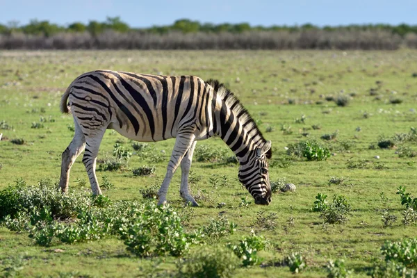 Zebra w Etosha, Namibia — Zdjęcie stockowe