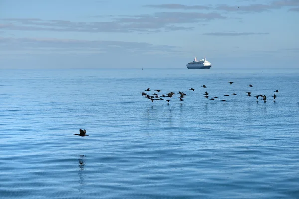 Cormorani del Capo e nave da crociera — Foto Stock