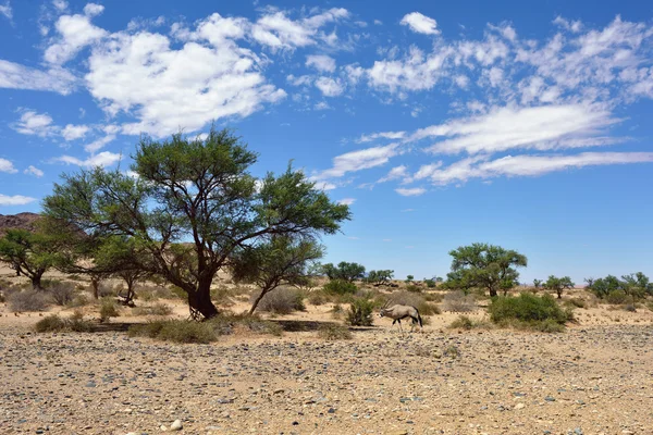 Namibian landscape, Africa — Stock Photo, Image