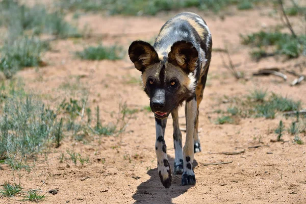 非洲野狗 — 图库照片