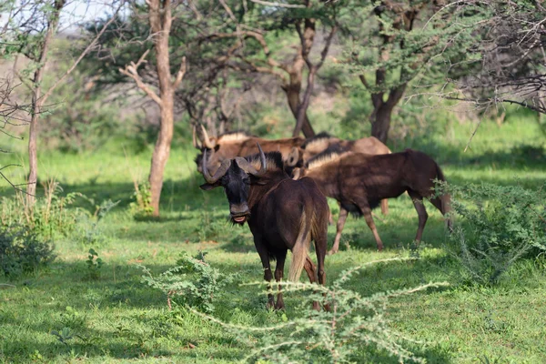 Zwarte gnoe. Afrikaanse wildlife, Namibië — Stockfoto