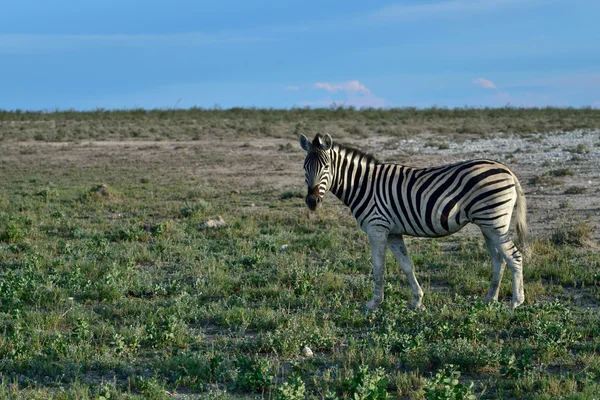 Zebra etkin, Namibia — Stok fotoğraf