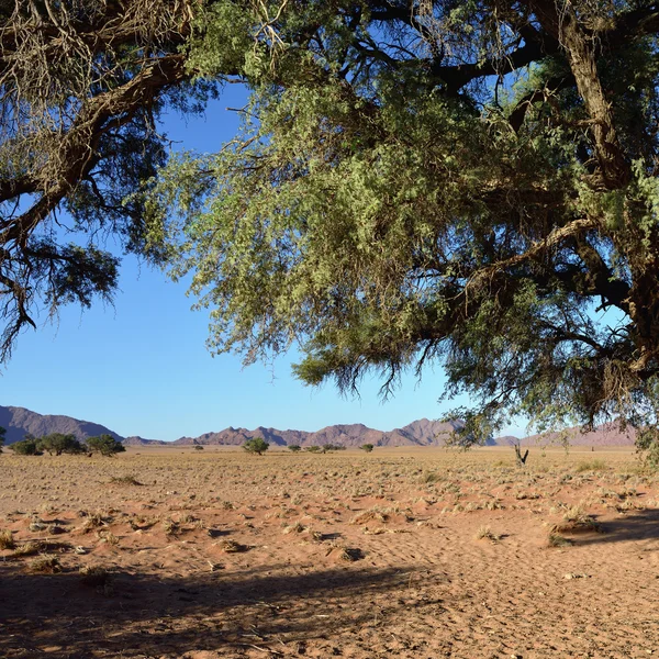 Namib Naukluft National Park, Namibia — Stock Photo, Image