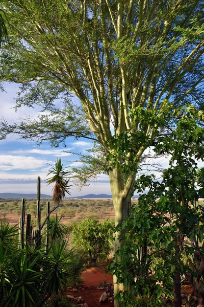 Namibiska landskap, Afrika — Stockfoto