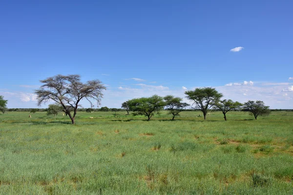 African bush savannah, Namibia — Stock Photo, Image