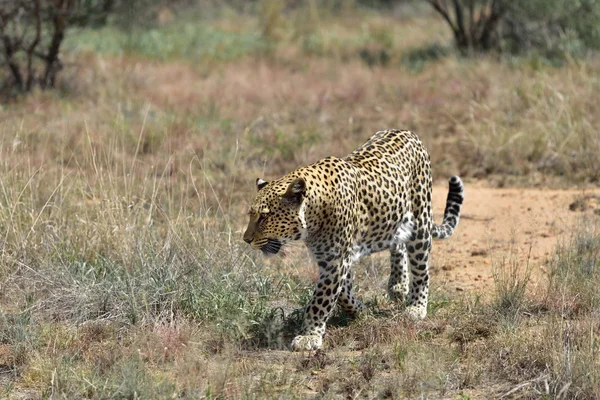 Afrika. Namibya. leopar — Stok fotoğraf