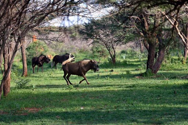 GNU brunatne. Dziką Afrykańską przyrodą, Namibia — Zdjęcie stockowe