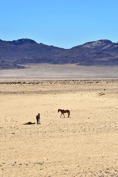 Cavalos no deserto — Fotografia de Stock