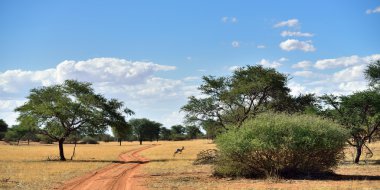 Kalahari Çölü, Namibya