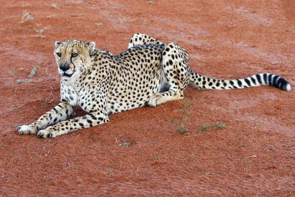 Afrika. Namibya. Çita — Stok fotoğraf