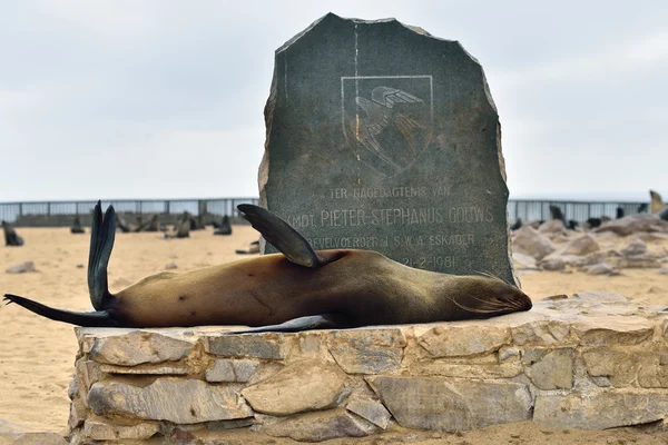 Cape tuleňů, Namibie — Stock fotografie