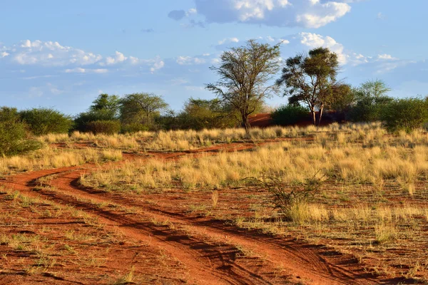 O deserto de Kalahari, Namíbia — Fotografia de Stock
