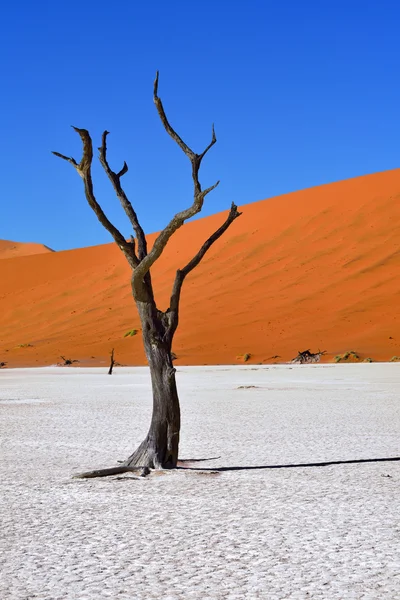 Deadvlei, Sossusvlei. Namibya