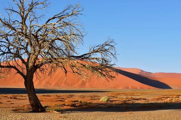 Sossusvlei, Namib Naukluft National Park, Namibia — Stock Photo, Image