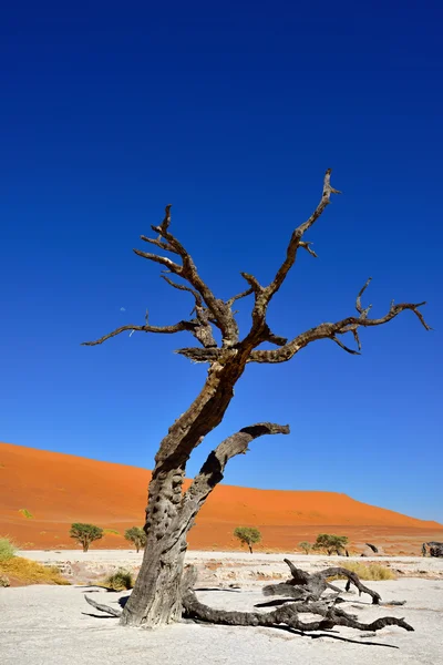 Deadvlei, 나 미 브-Naukluft 국립 공원, 나미비아, 아프리카 — 스톡 사진