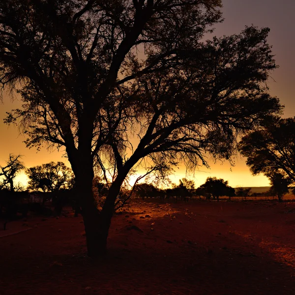 Namibia, Africa, silueta copacului — Fotografie, imagine de stoc