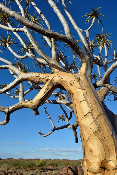 Quiver Tree Forest Namibia — Foto Stock