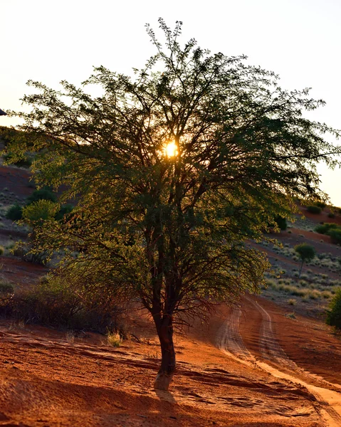 Namibia, Africa, tree against sunset — Stock Photo, Image