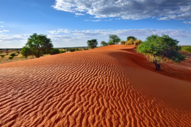 Kalahari desert, Namibia clipart