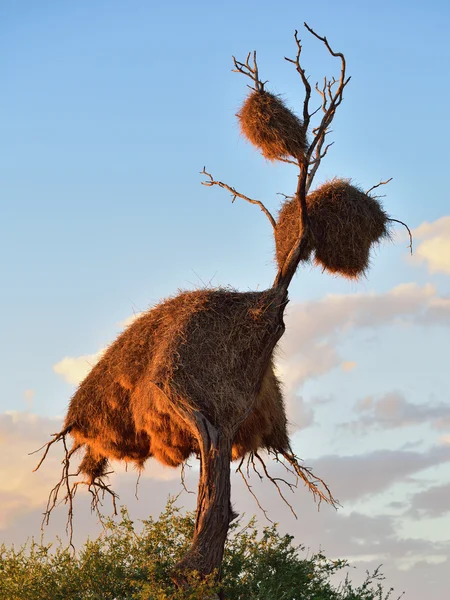 Stor rede, Namibia, Afrika - Stock-foto