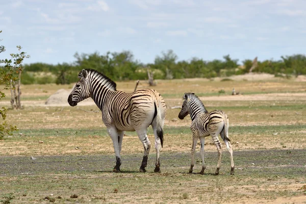 Cebras en Etosha, Namibia — Foto de Stock